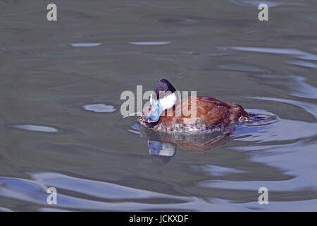 Ruddy duck Oxyura jamaicensis captive male at Arundel Wildfowl and Wetlands Trust Sussex England Stock Photo