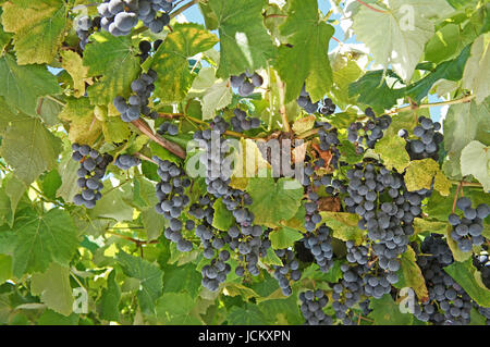 Nahaufnahme, blaue Trauben, kleine und reife Beeren am Weinstock Closeup, blue grapes, small and ripe berries on the vine Stock Photo