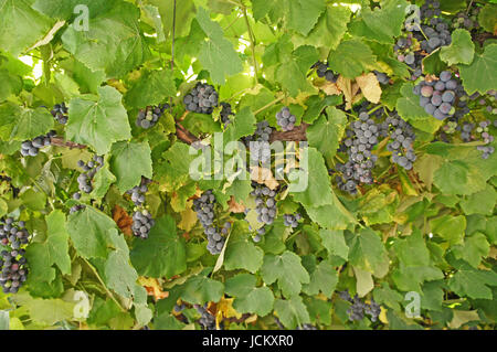 Nahaufnahme, blaue Trauben, kleine und reife Beeren am Weinstock Closeup, blue grapes, small and ripe berries on the vine Stock Photo