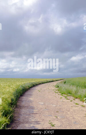 an empty path, leading into nowhere through grainfields Stock Photo