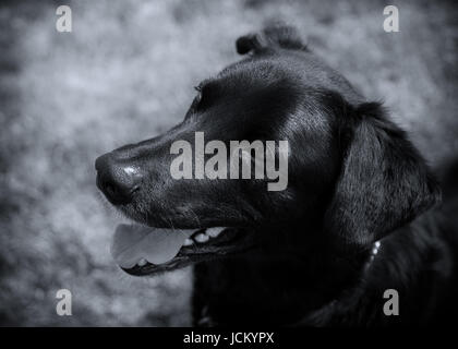 Young black lab or mixed breed dog in black and white. Stock Photo