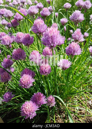 Schnittlauch, Allium; schoenoprasum Stock Photo