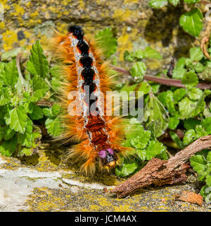 A Cape lappet larva in Southern Africa Stock Photo