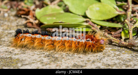 A Cape lappet larva in Southern Africa Stock Photo