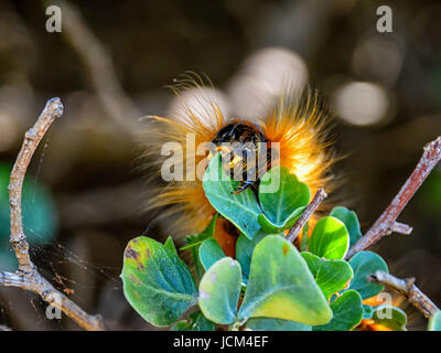 A Cape lappet larva in Southern Africa Stock Photo