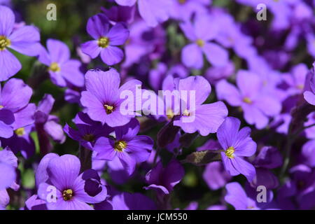 Purple aubretia flowers close-up Stock Photo