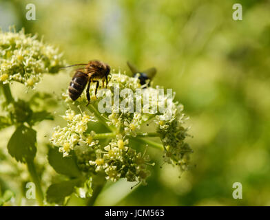 Wild celery flowers with bee Stock Photo