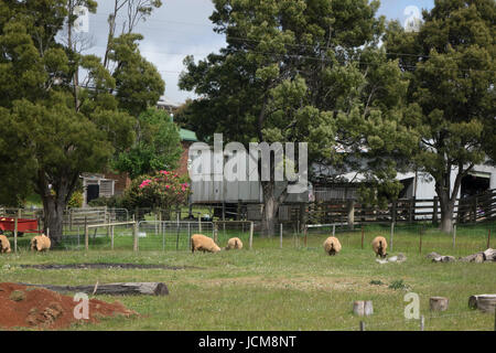 Sheep In A Pasture On A Small Farm In Burnie Tasmania Stock Photo
