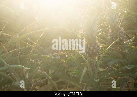 Pineapple plantation at El golfo valley, El Hierro, Canary Islands, Spain Stock Photo