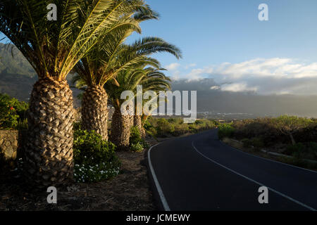 palm trees along the road to Frontera, El Golfo valley, El Hierro, Canary Islands, Spain Stock Photo
