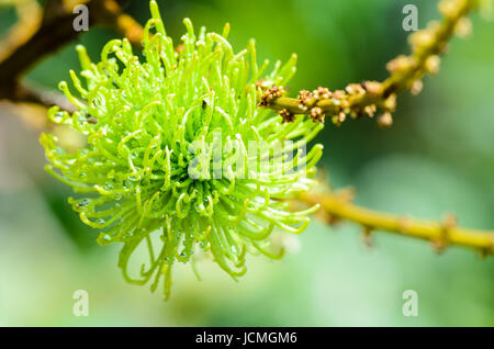 Close up soft fruit of rambutan on the tree after rain stop is pure natural Stock Photo