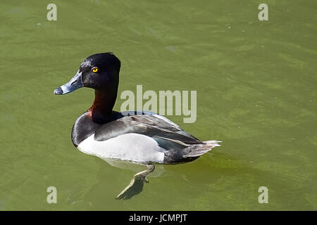 Ring necked duck male. Stock Photo