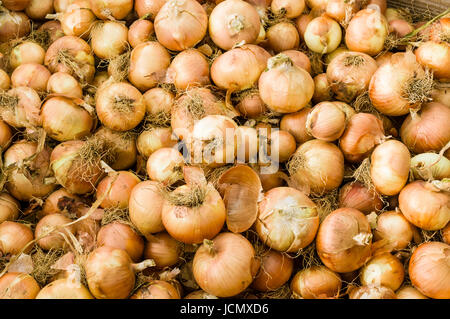 Yellow dry onions on display at the farmers market Stock Photo