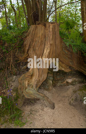 Gnarled old tree trunk in English woodland, Sussex, England Stock Photo