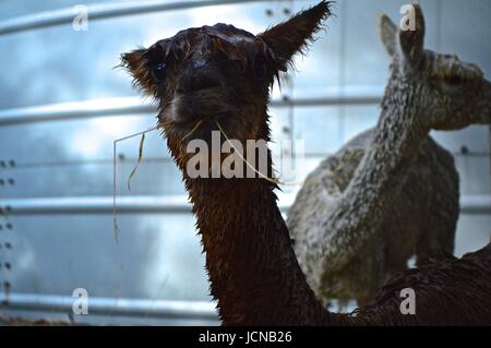 Wet alpaca with grass in his mouth Stock Photo