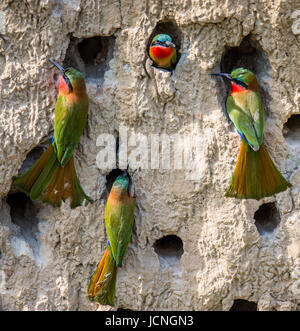 Big colony of the Bee-eaters in their burrows on a clay wall. Africa. Uganda. Stock Photo