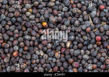 Grains of ripe coffee close-up. East Africa. Coffee plantation. Stock Photo
