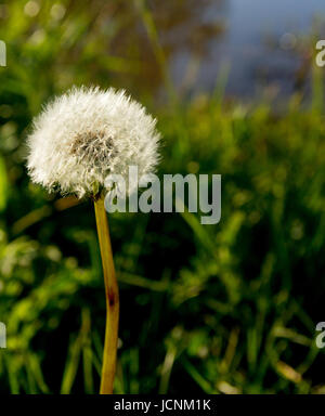 Dandelions in the morning field growing near the rain forest Stock Photo