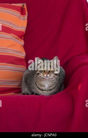 cat resting on couch Stock Photo