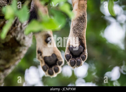Paws lioness, which is lying on the tree. Close-up. Uganda. East Africa. Stock Photo
