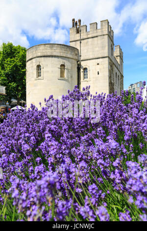 Tower of London, London, UK. 16th June, 2017. Beautiful lavender comes into full bloom on a warm and sunny day at the Tower of London Credit: Imageplotter News and Sports/Alamy Live News Stock Photo