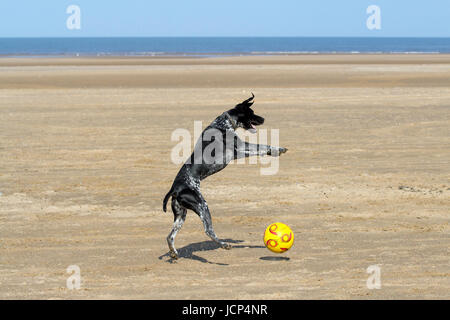 Southport, Merseyside, 17th June 2017. UK Weather.  2 year old German Pointer cross 'Pip' plays with her favourite football, football, dog, toy, ball, pet, animal, play, cute, sport, funny, game, fun, canine fun on a beautiful warm & sunny start to the day as the good old British summer weather returns to the north west of England as the sun beams down on the sands of Southport beach in Merseyside.  Credit: Cernan Elias/Alamy Live News Stock Photo