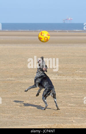 Southport, Merseyside, 17th June 2017. UK Weather.  2 year old German Pointer cross 'Pip' plays with her favourite football, football, dog, toy, ball, pet, animal, play, cute, sport, funny, game, fun, canine fun on a beautiful warm & sunny start to the day as the good old British summer weather returns to the north west of England as the sun beams down on the sands of Southport beach in Merseyside.  Credit: Cernan Elias/Alamy Live News Stock Photo