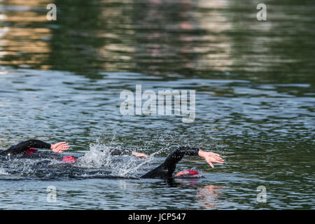Rutland Water, UK. 17th June, 2017. Rutland Water, UK. 17th June, 2017. The first wave of competitors (men aged 17-44) during the 1500 meters swim phase of the Dambuster Triathlon (swim, bike and run race) at Rutland Water, England, on 17th June 2017. Credit: Michael Foley/Alamy Live News Stock Photo