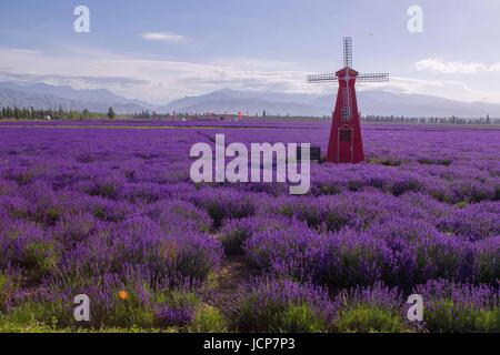 Huocheng, China's Xinjiang Uygur Autonomous Region. 17th June, 2017. A lavender plantation is seen in Huocheng County in Ili Kazakh Autonomous Prefecture, northwest China's Xinjiang Uygur Autonomous Region, June 17, 2017. The 7th international lavender tourism festival started in Huocheng County on Saturday. Credit: Cen Yunpeng/Xinhua/Alamy Live News Stock Photo