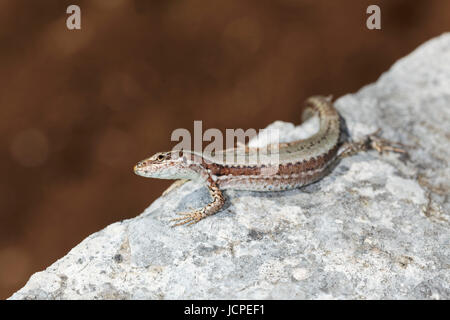 Common wall lizard from Biokovo nature park, Croatia Stock Photo