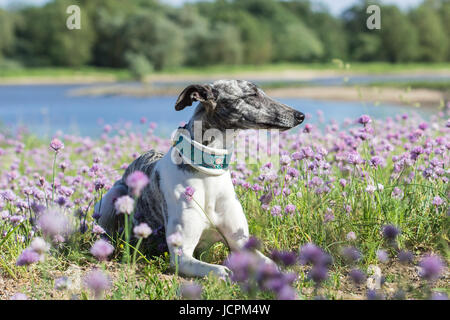 Gray-white whippet lies on the river bank Stock Photo