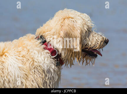 Labradoodle dog. Side view of the head and neck of a white male labradoodle dog (Canis lupus familiaris). Stock Photo