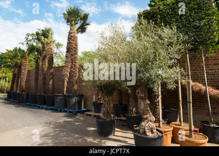 Old ancient olive trees / olives / olive plants in pots for sale & displayed / on display at The Palm Centre, Ham Central Nursery, Richmond. Surrey UK Stock Photo