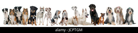 group of dogs in front of white background Stock Photo