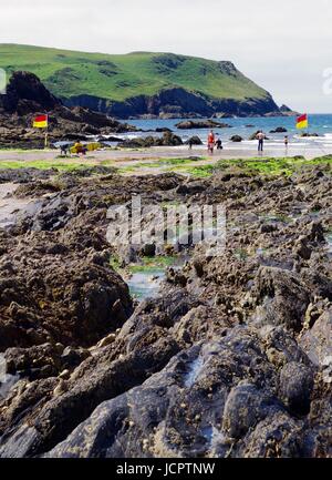 Sunny Summer Day at Hope Cove, Safe Swimming Between the Life Guard flags. South Devon, UK. June, 2016. Stock Photo