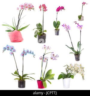 Blossoming orchid phalaenopsis, isolated on white background Stock Photo