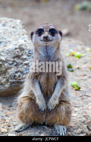 Meerkat in captivity in the UK Stock Photo