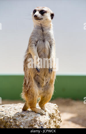 Meerkat in captivity in the UK Stock Photo