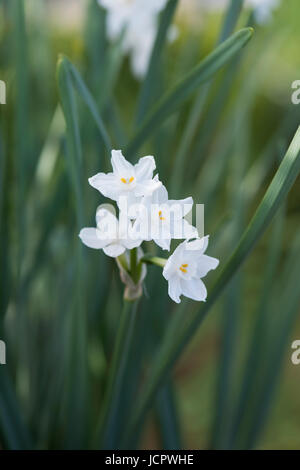 Narcissus Papyraceus. Paperwhite. Paper-white narcissus. Miniature daffodil flowers Stock Photo