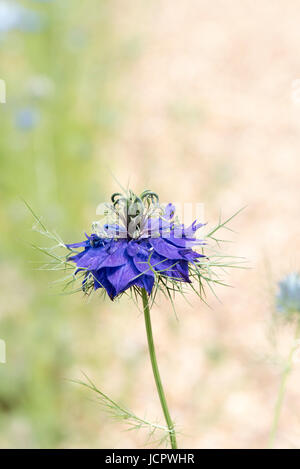Nigella damascena. Love in a mist flower Stock Photo