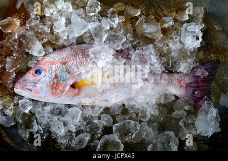 Fresh red snapper fish from fishery market frozen in ice piece. Stock Photo