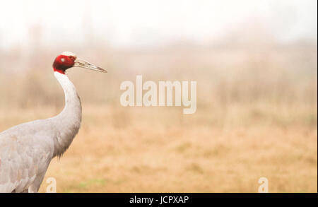 Portrait of a Sarus crane Stock Photo
