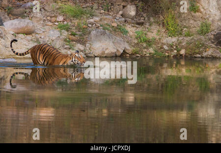 Tiger from Corbett National Park Stock Photo