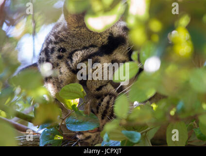 Clouded Leopards in the foliage Stock Photo