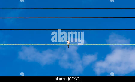 Goldfinch (Carduelis carduelis) on telephone wires. Colourful bird in the finch family (Fringillidae), sitting alone on cables in the UK Stock Photo