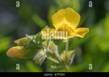 Monkeyflower (Mimulus guttatus) single flower. Yellow flower with corolla mouth closed by two hairy ridges on the lower lip, in the family Solanaceae Stock Photo