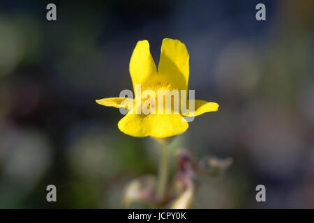 Monkeyflower (Mimulus guttatus) single flower. Yellow flower with corolla mouth closed by two hairy ridges on the lower lip, in the family Solanaceae Stock Photo