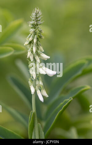 White melilot (Melilotus albus) raceme. White flowers on plant in the pea family (Fabaceae) on wasteground in Cardiff, Wales, UK Stock Photo