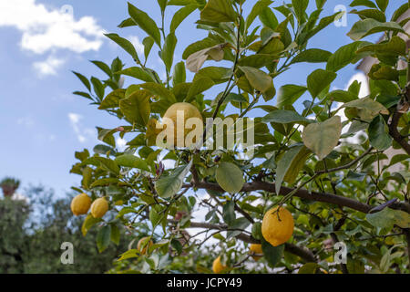 Group of yellow lemons hanging on tree with green leaves in Florence, Tuscany, Italy Stock Photo