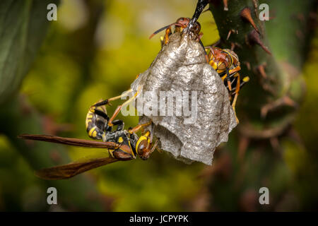 Wasps building a nest on a tree branch Stock Photo